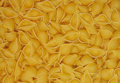 shells Shapes Encyclopedia